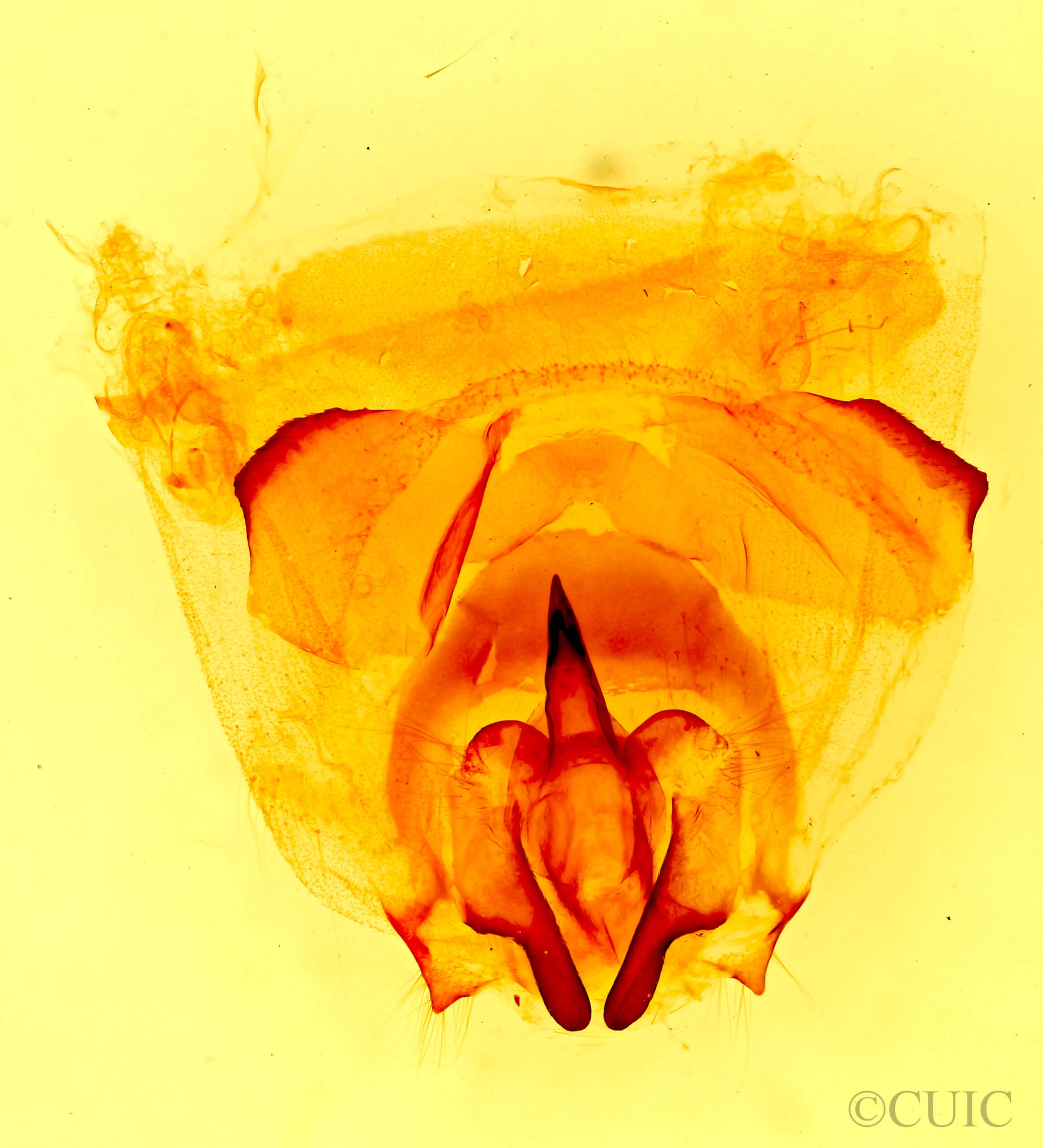 genitalia view of adult Caloecia juvenalis