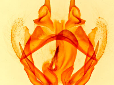 genitalia view of adult Tolype distincta