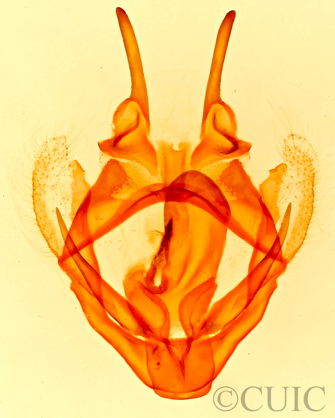 genitalia view of adult Tolype distincta