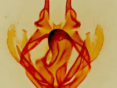genitalia view of adult Tolype distincta
