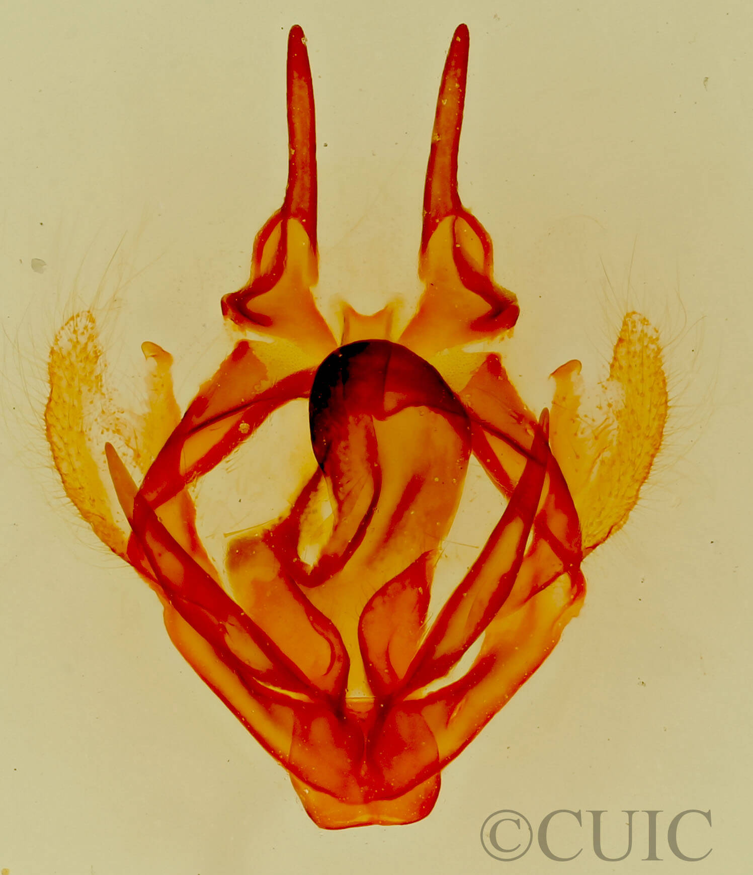 genitalia view of adult Tolype distincta
