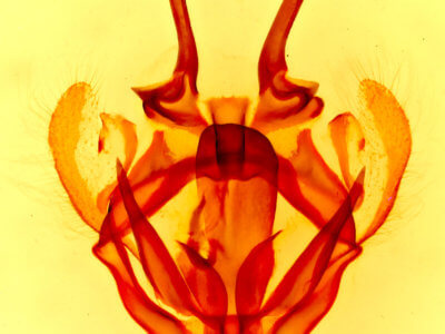 genitalia view of adult Tolype glenwoodii