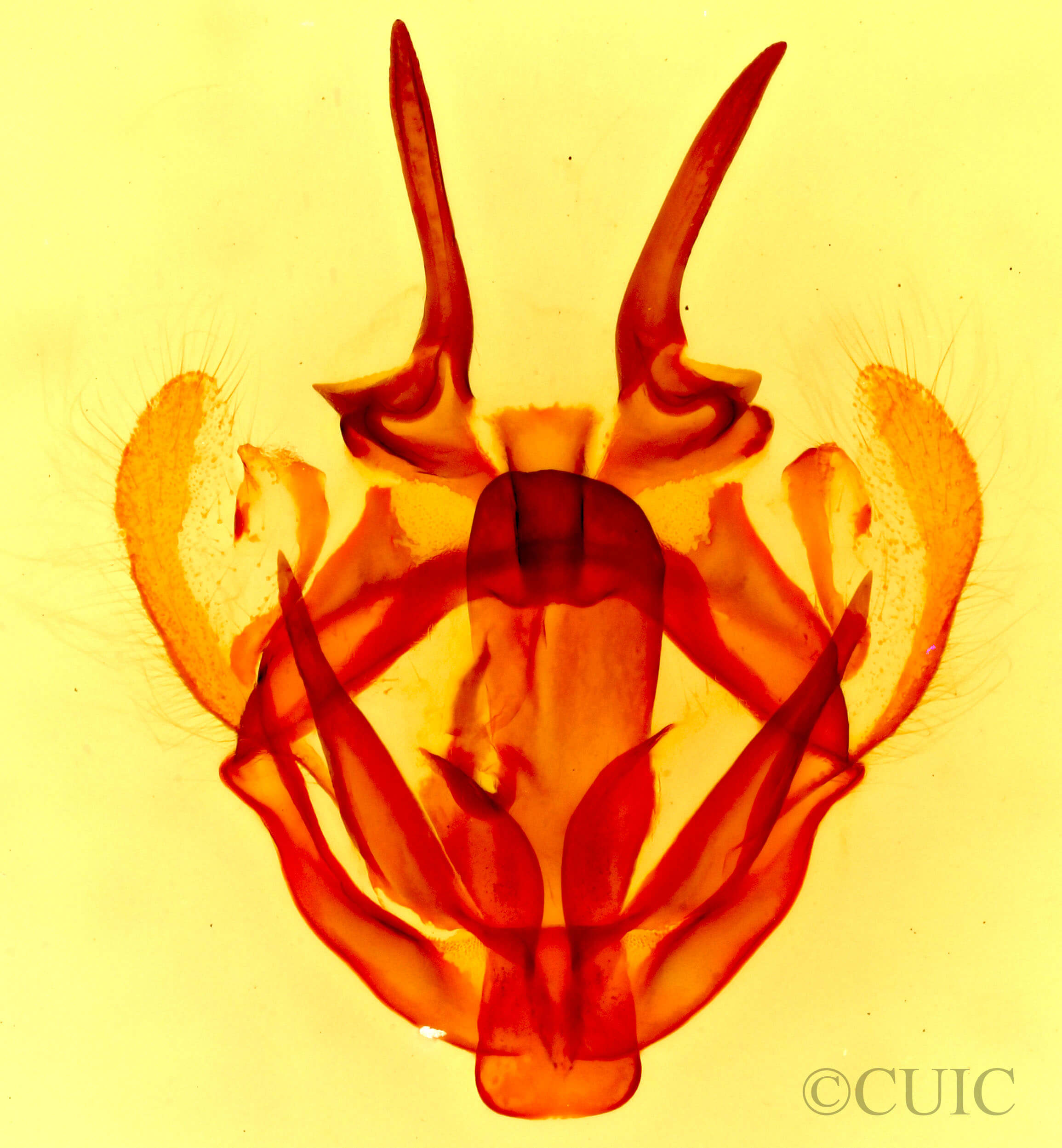 genitalia view of adult Tolype glenwoodii