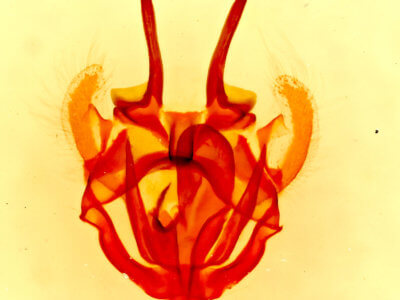 genitalia view of adult Tolype glenwoodii