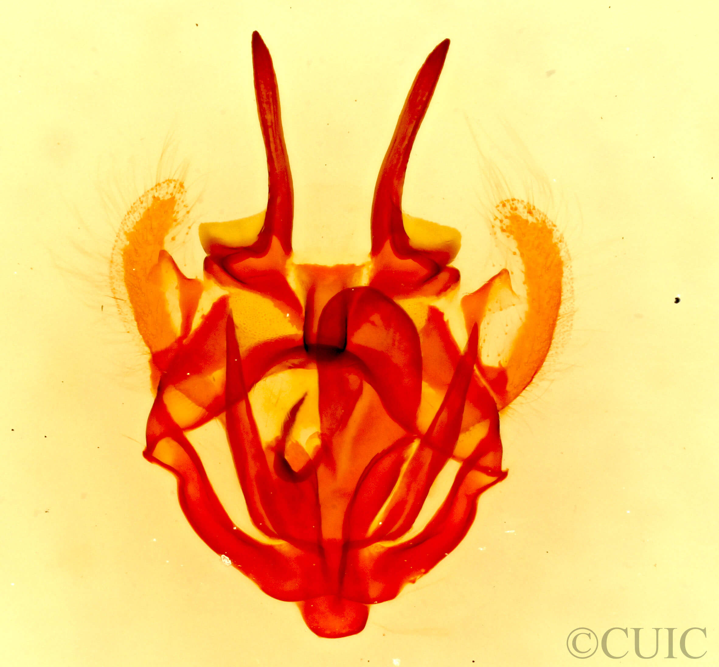 genitalia view of adult Tolype glenwoodii