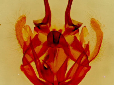 genitalia view of adult Tolype glenwoodii
