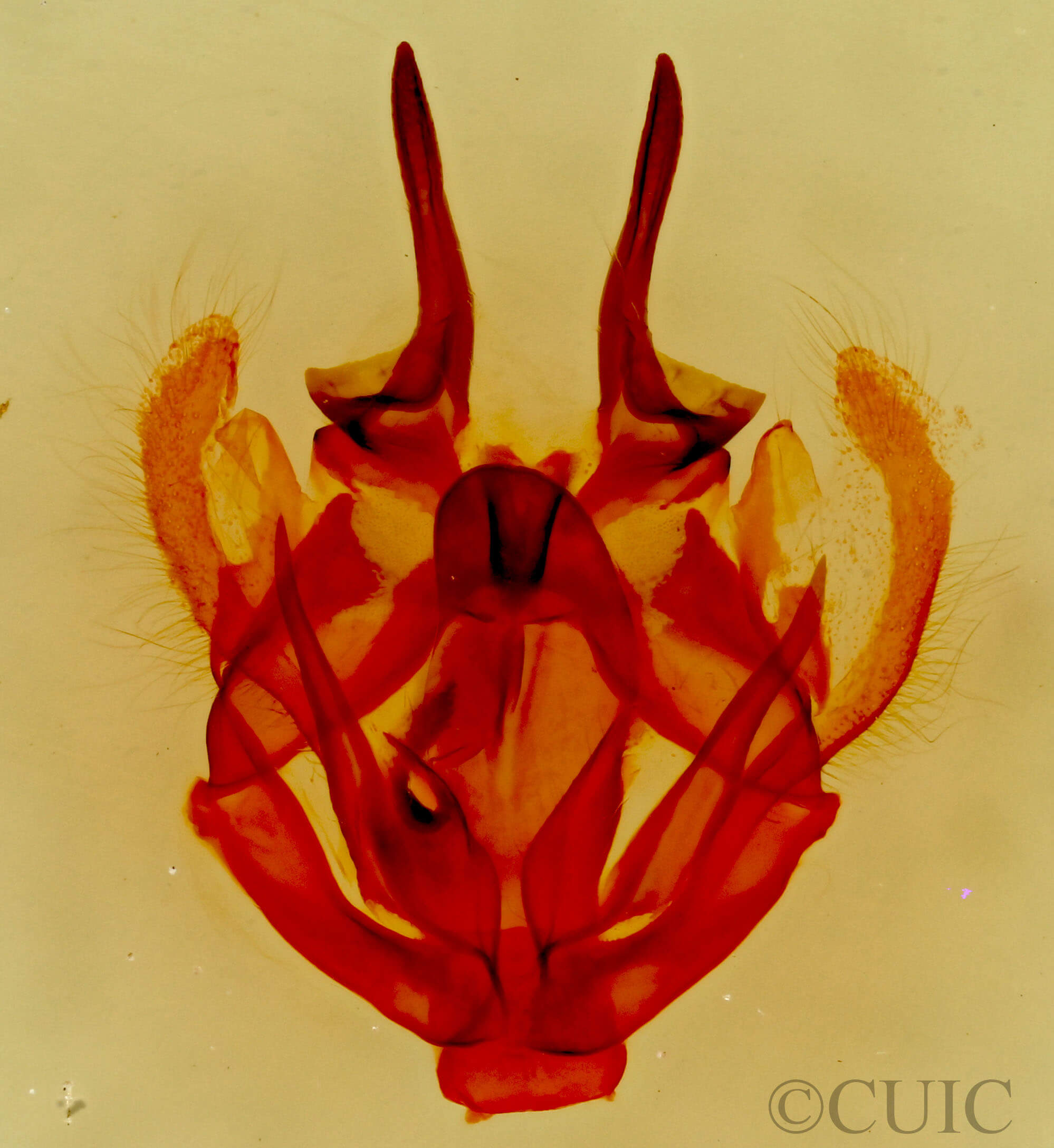 genitalia view of adult Tolype glenwoodii