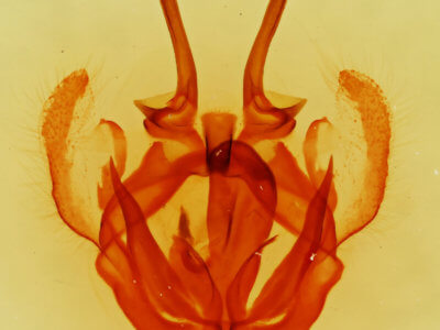 genitalia view of adult Tolype glenwoodii