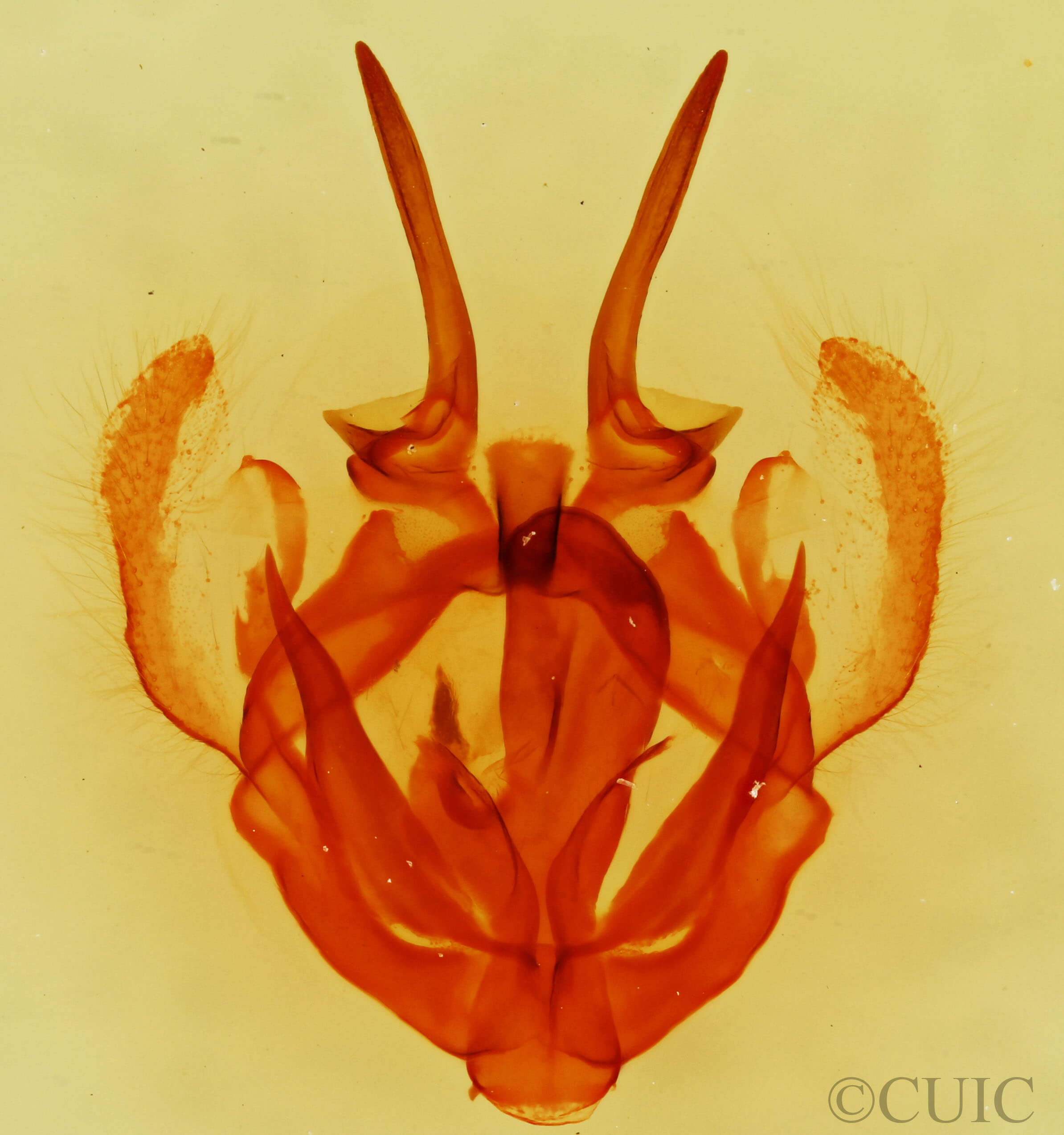 genitalia view of adult Tolype glenwoodii