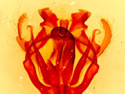 genitalia view of adult Tolype glenwoodii