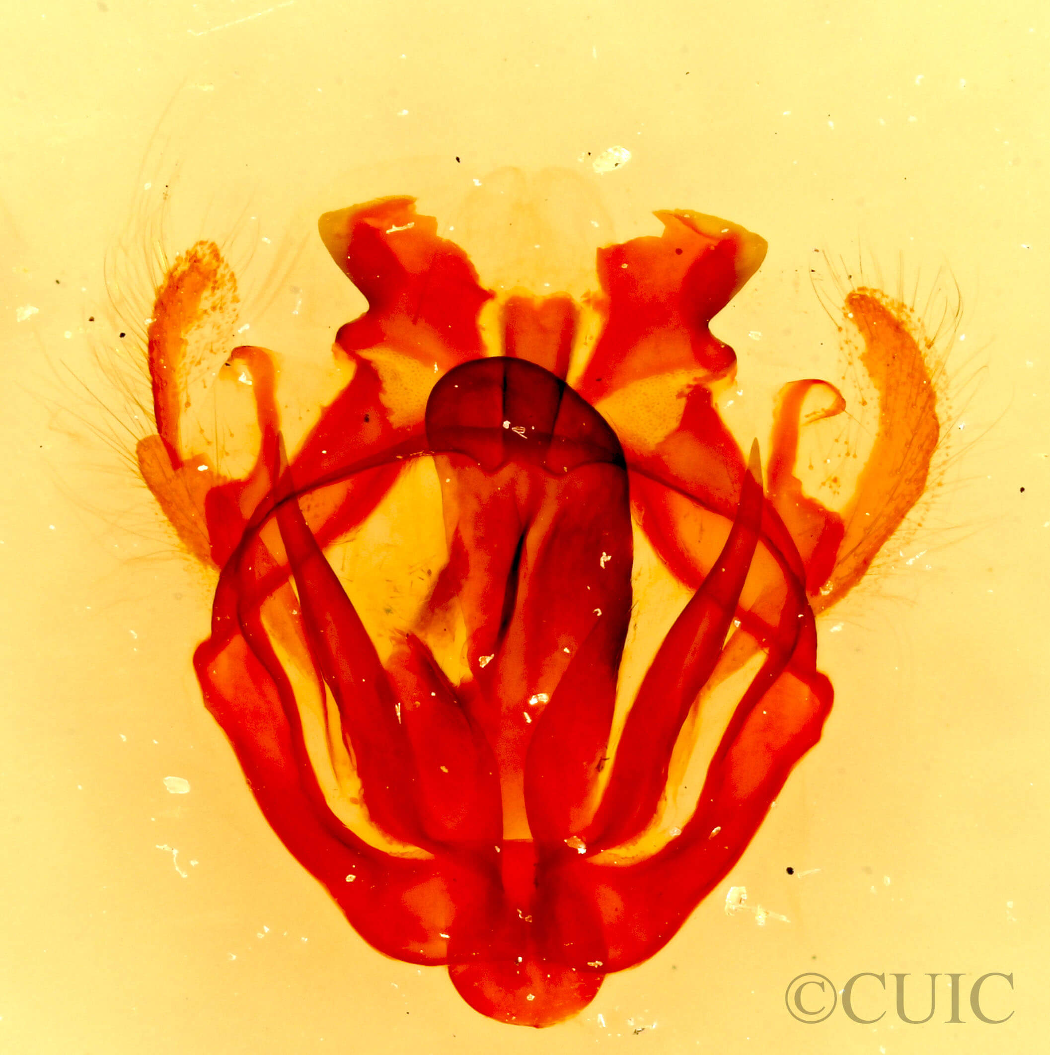 genitalia view of adult Tolype glenwoodii