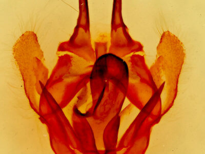 genitalia view of adult Tolype nigricaria