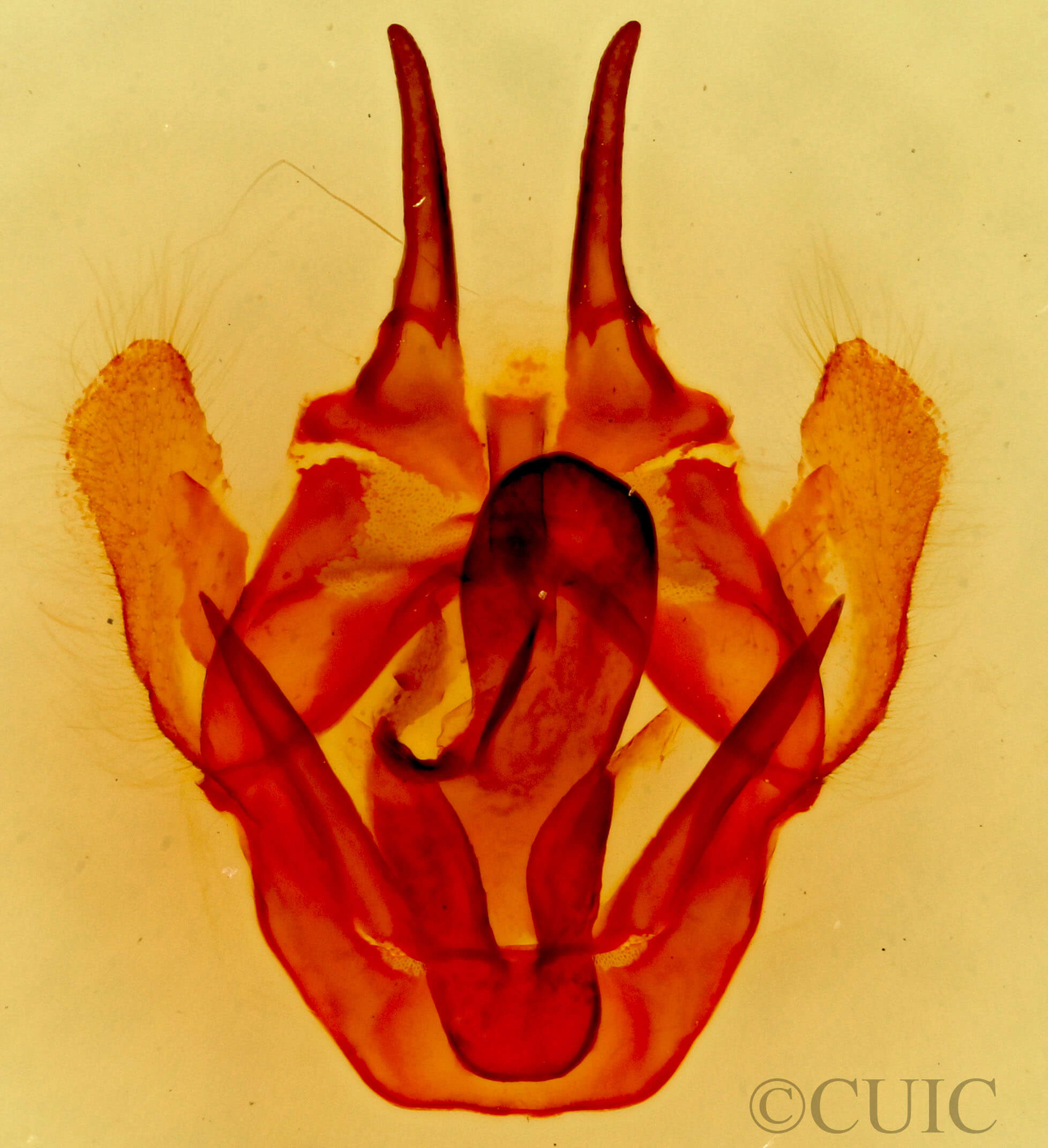 genitalia view of adult Tolype nigricaria