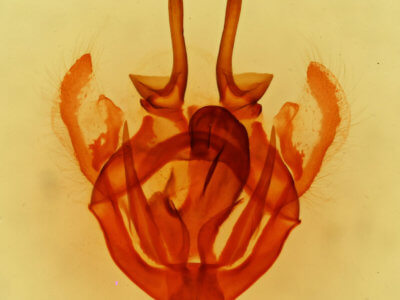 genitalia view of adult Tolype glenwoodii