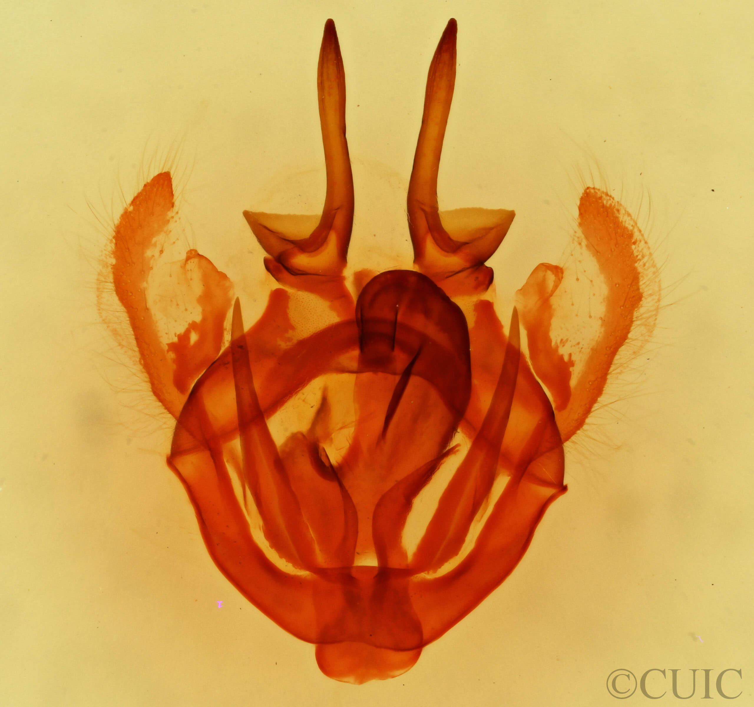 genitalia view of adult Tolype glenwoodii