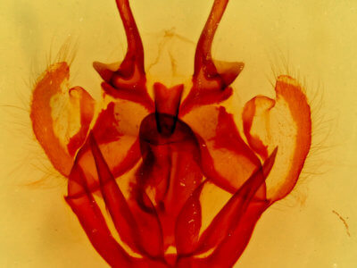 genitalia view of adult Tolype glenwoodii
