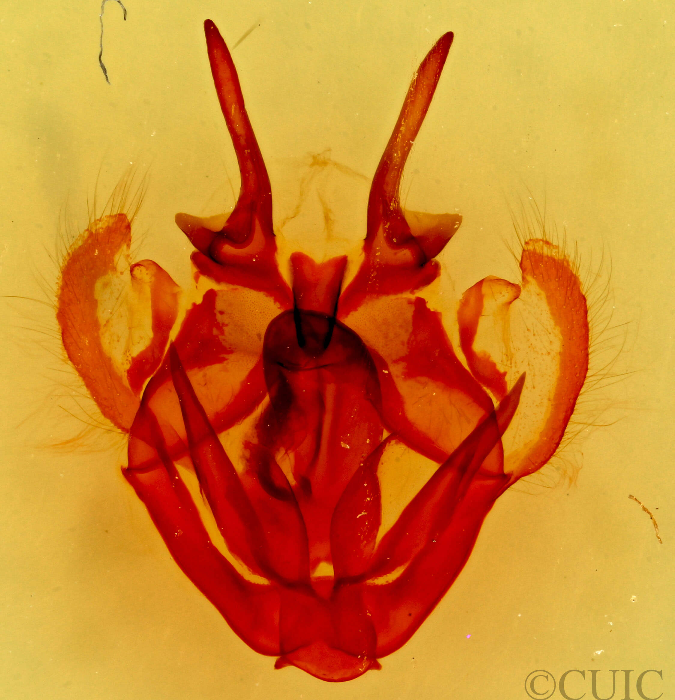 genitalia view of adult Tolype glenwoodii