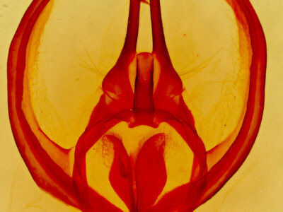 genitalia view of adult Apotolype brevicrista
