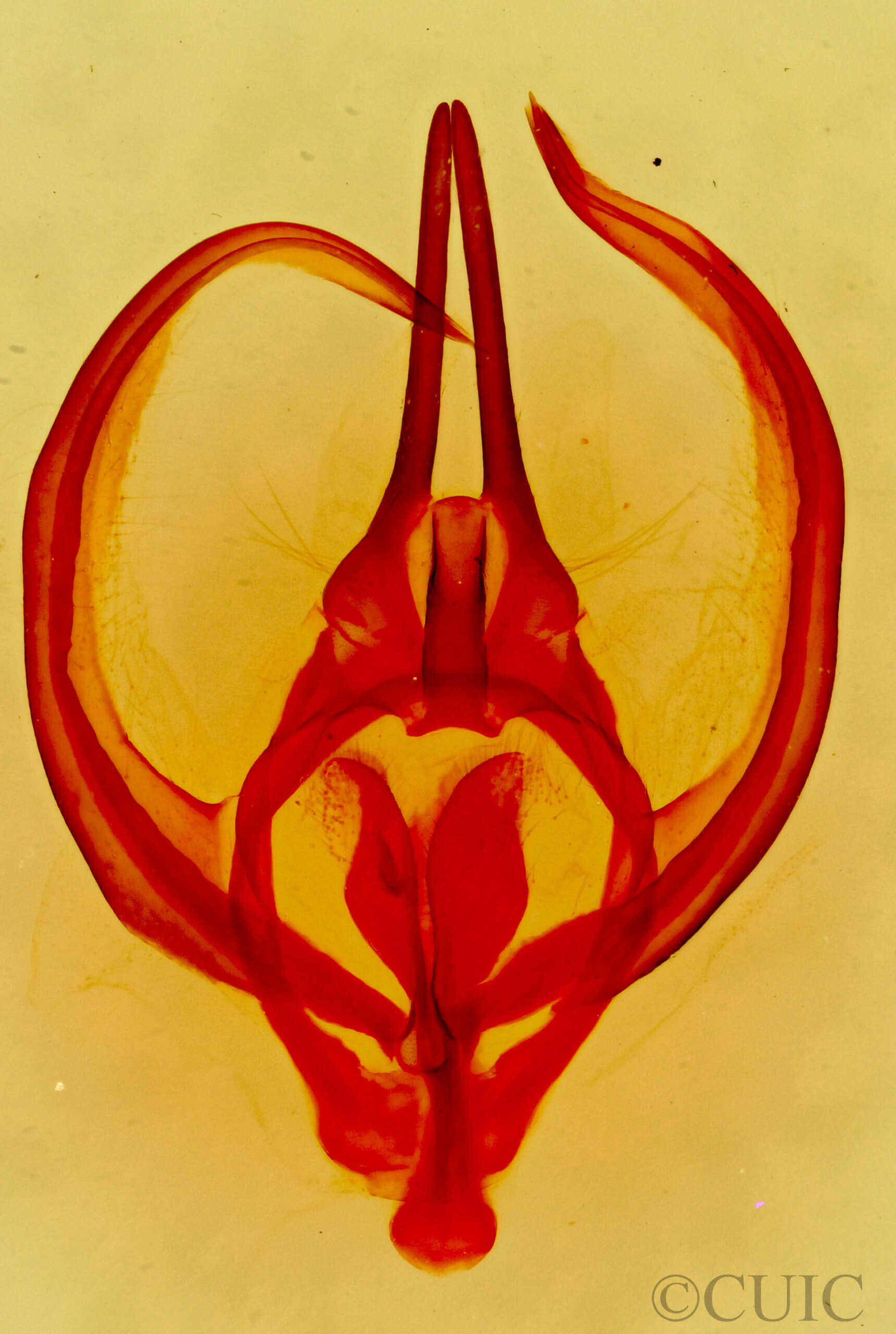 genitalia view of adult Apotolype brevicrista