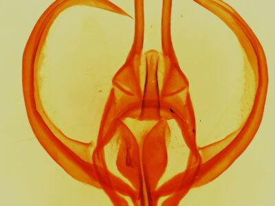 genitalia view of adult Apotolype  brevicrista