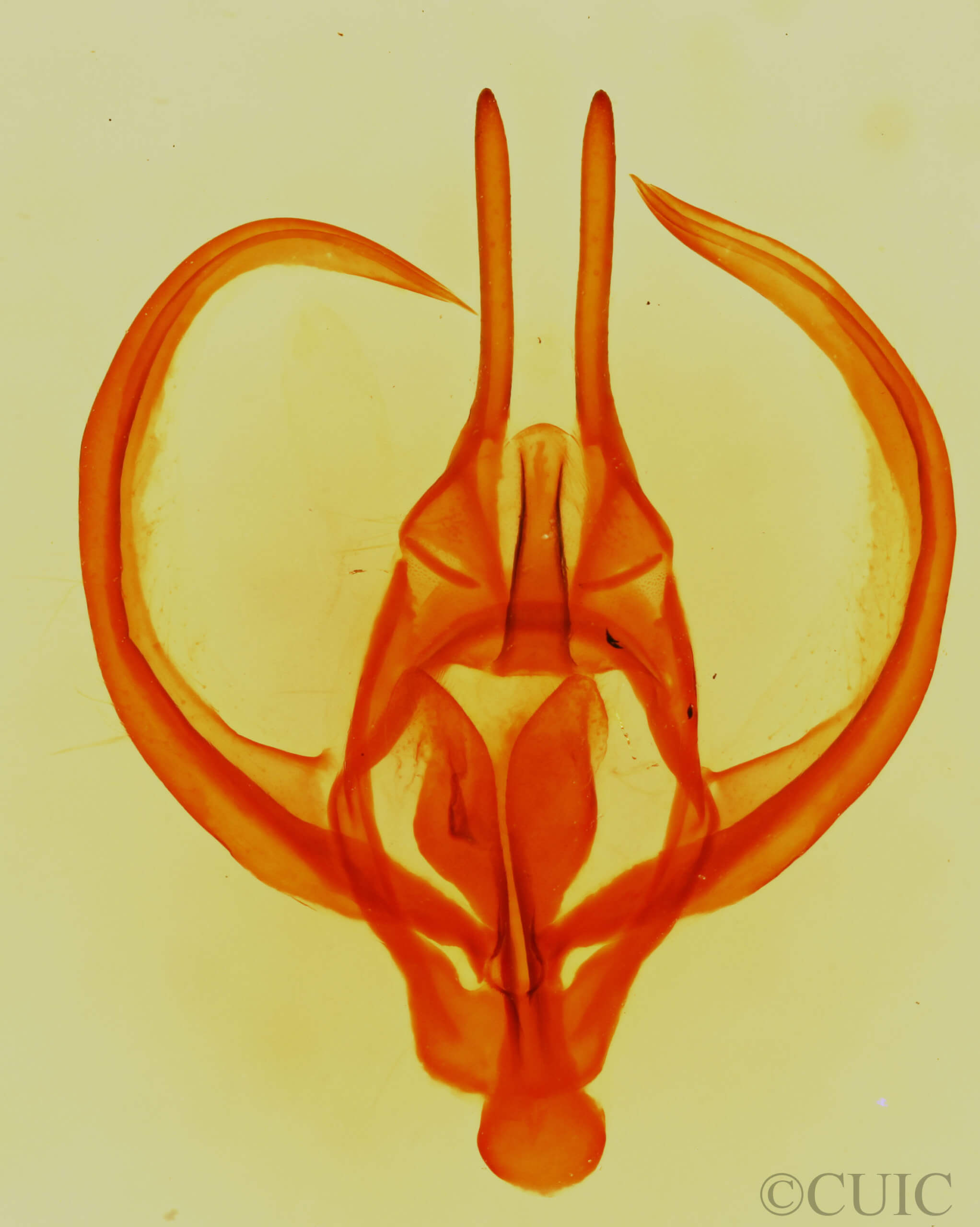genitalia view of adult Apotolype  brevicrista