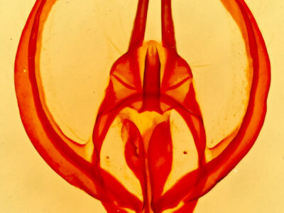 genitalia view of adult Apotolype brevicrista