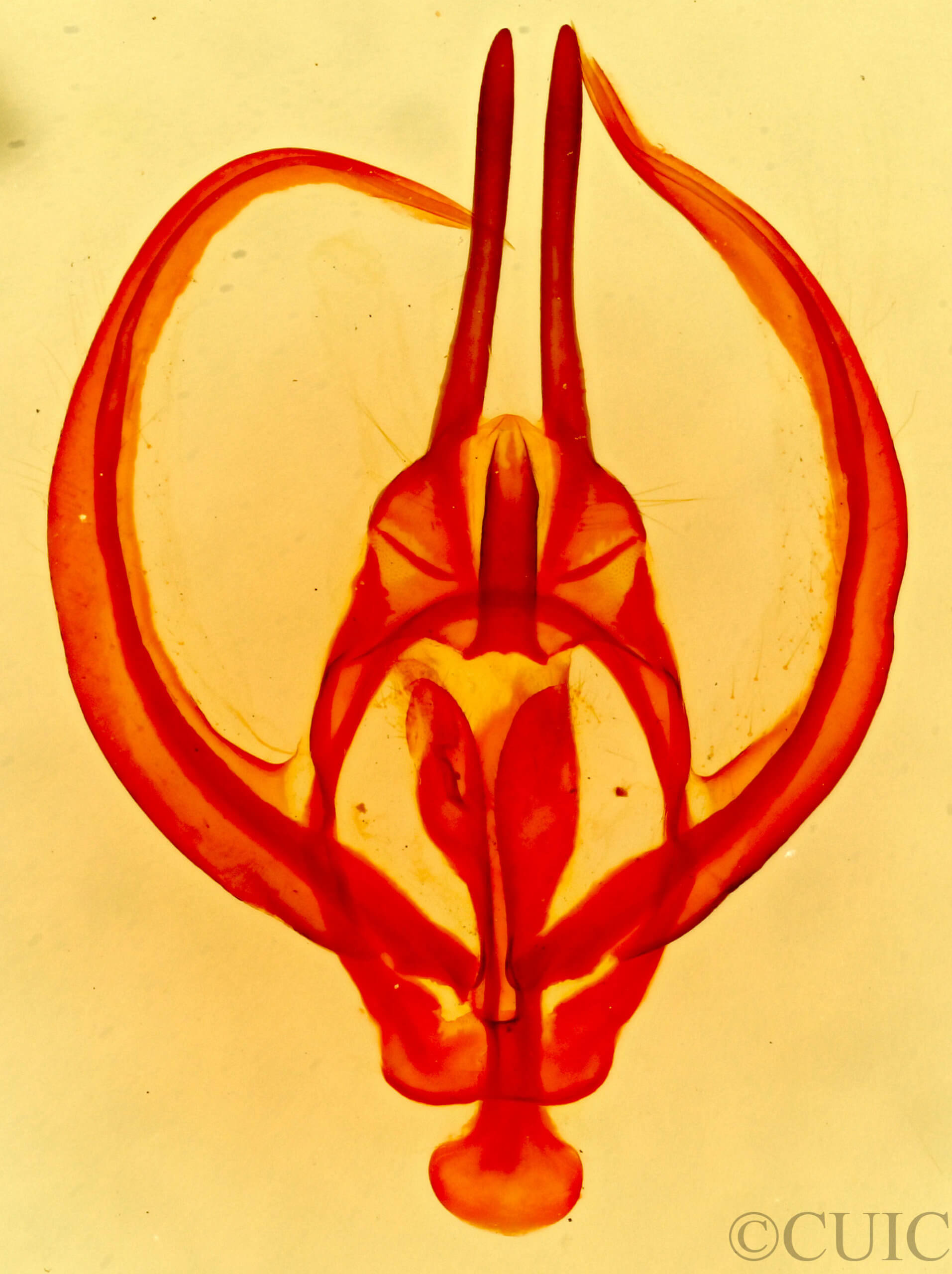 genitalia view of adult Apotolype brevicrista