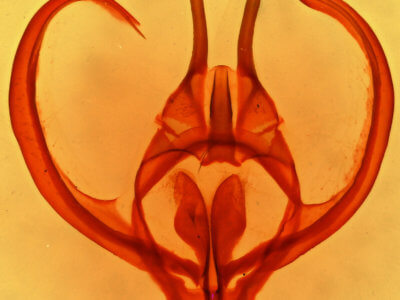 genitalia view of adult Apotolype brevicrista