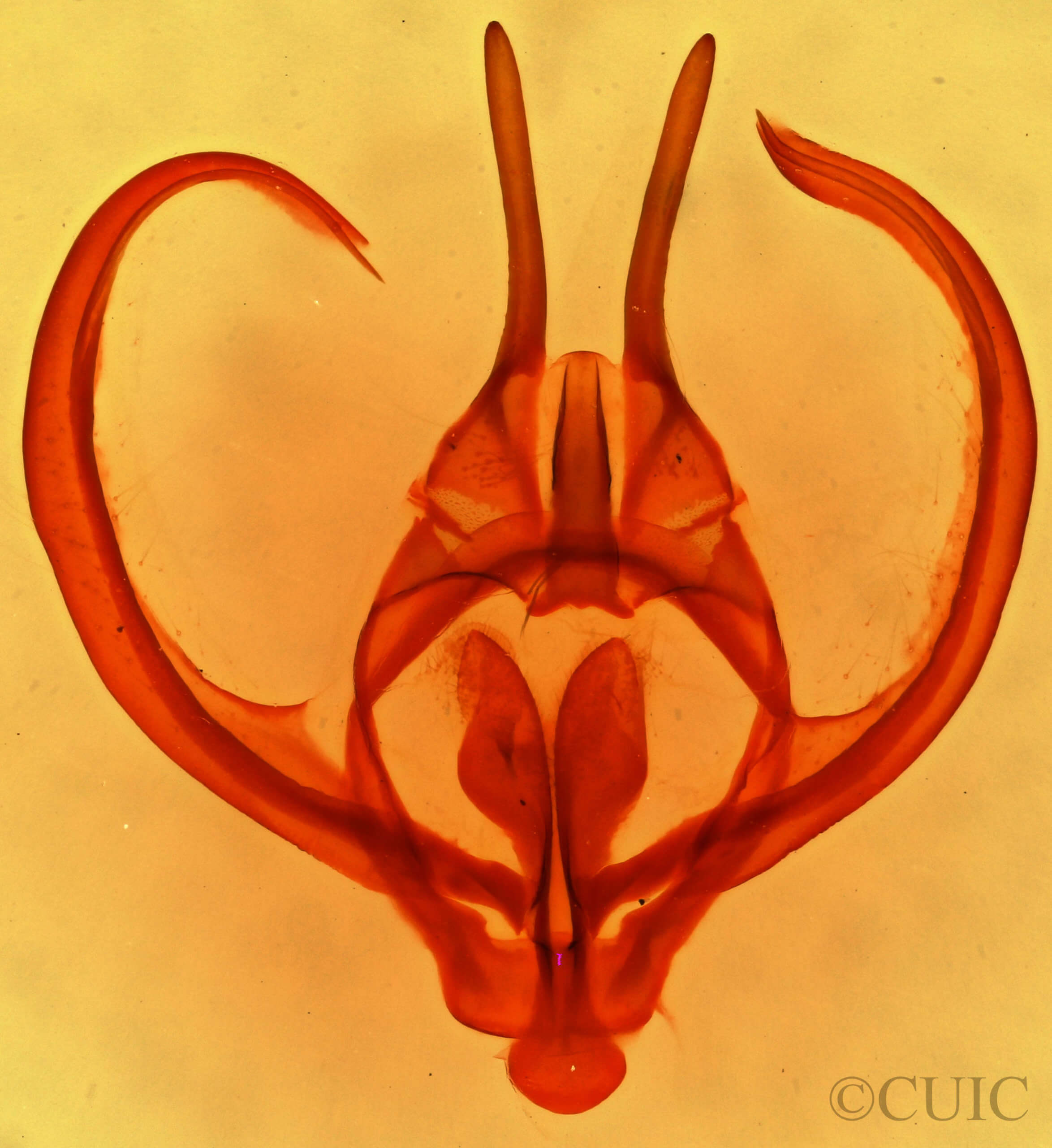 genitalia view of adult Apotolype brevicrista