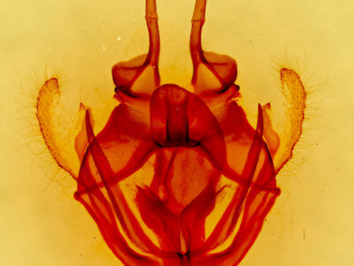 genitalia view of adult Tolype austella