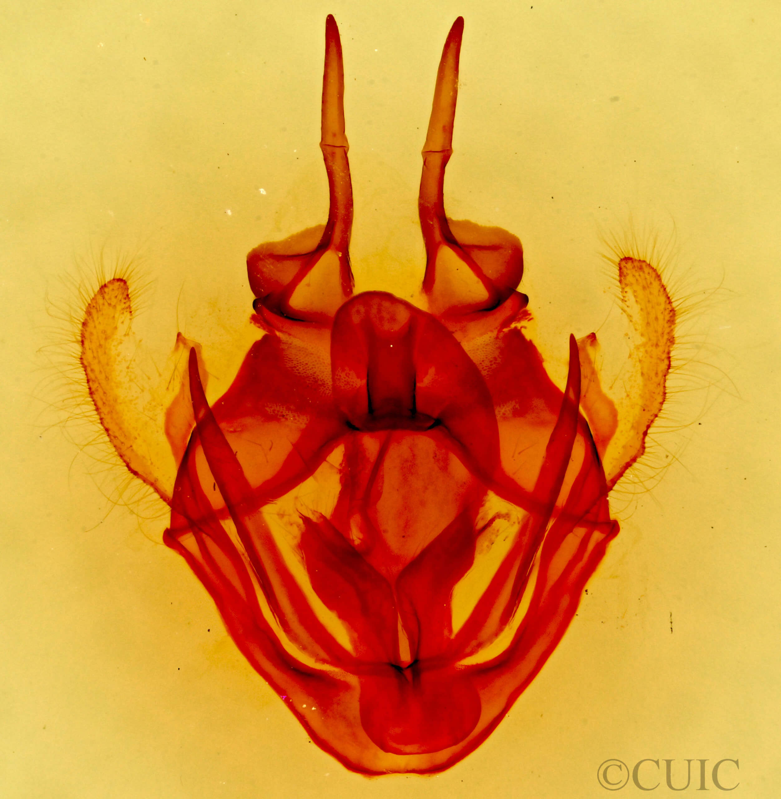 genitalia view of adult Tolype austella