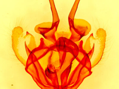 genitalia view of adult Tolype notialis