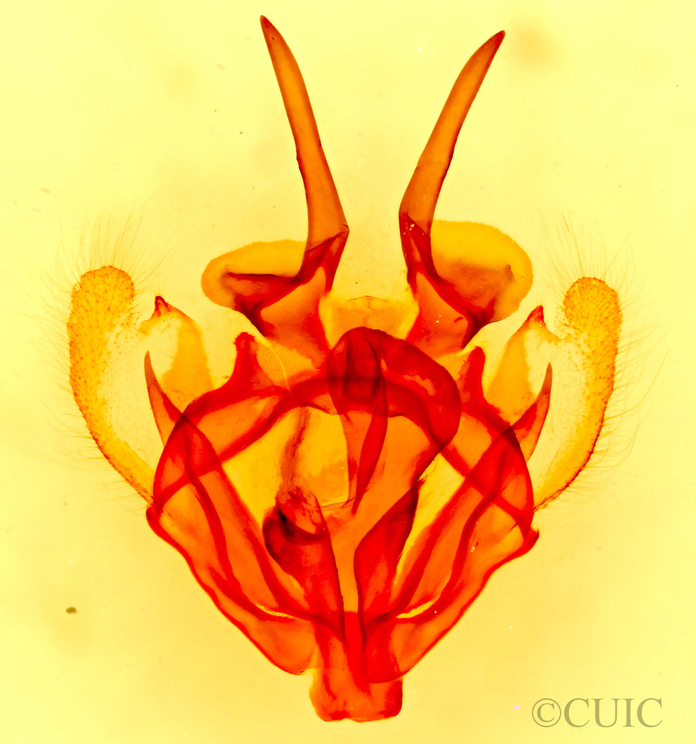 genitalia view of adult Tolype notialis