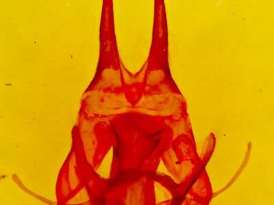 genitalia view of adult Artace cribrarius