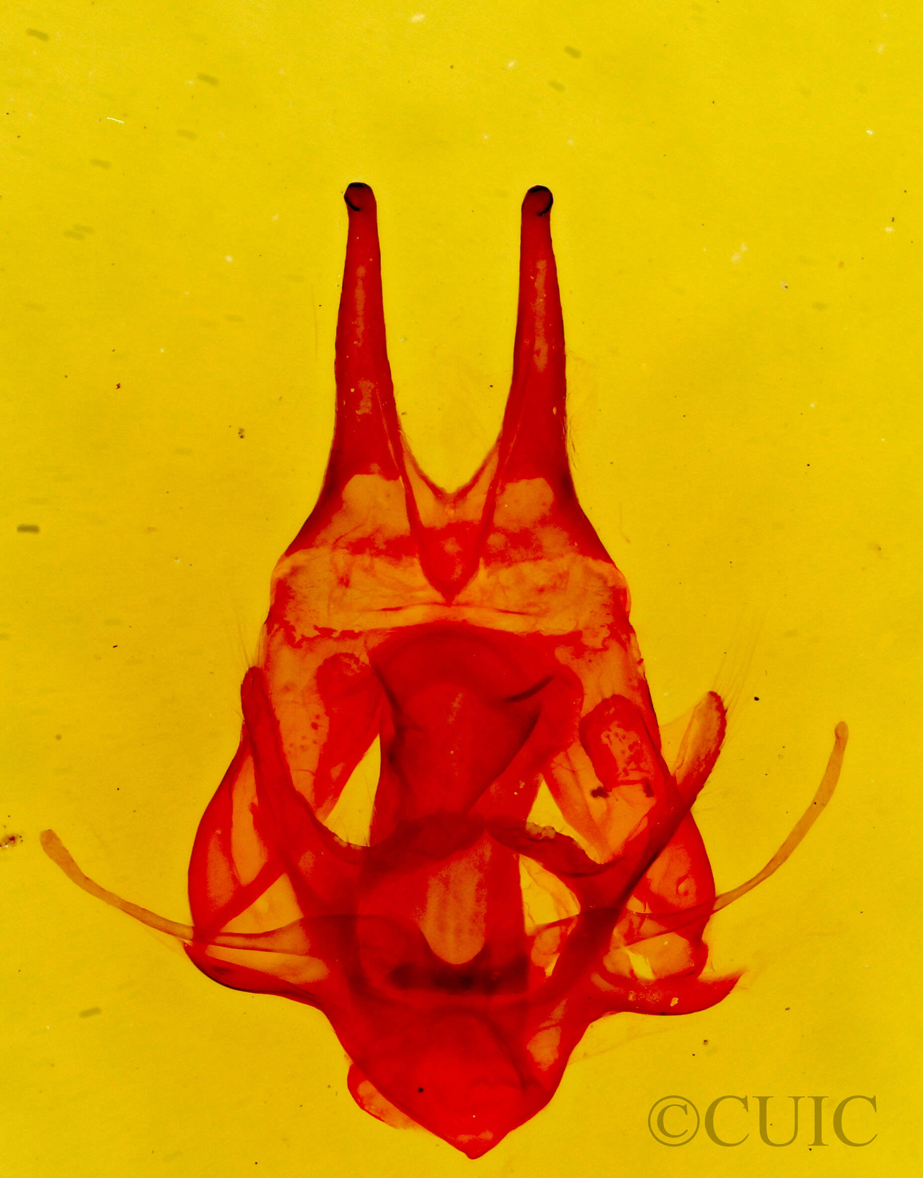 genitalia view of adult Artace cribrarius