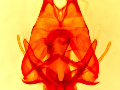 genitalia view of adult Artace cribrarius