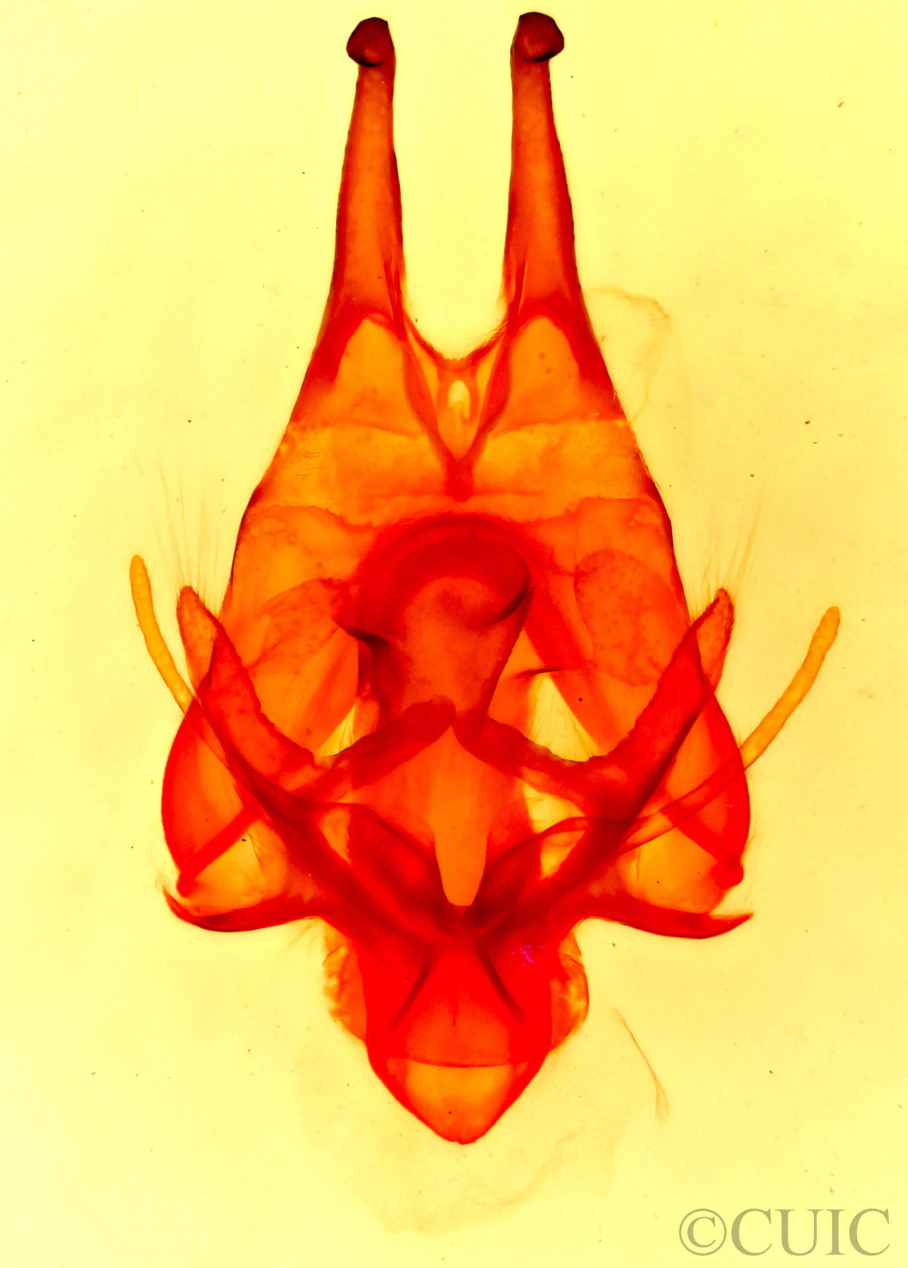 genitalia view of adult Artace cribrarius