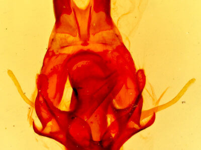 genitalia view of adult Artace colaria