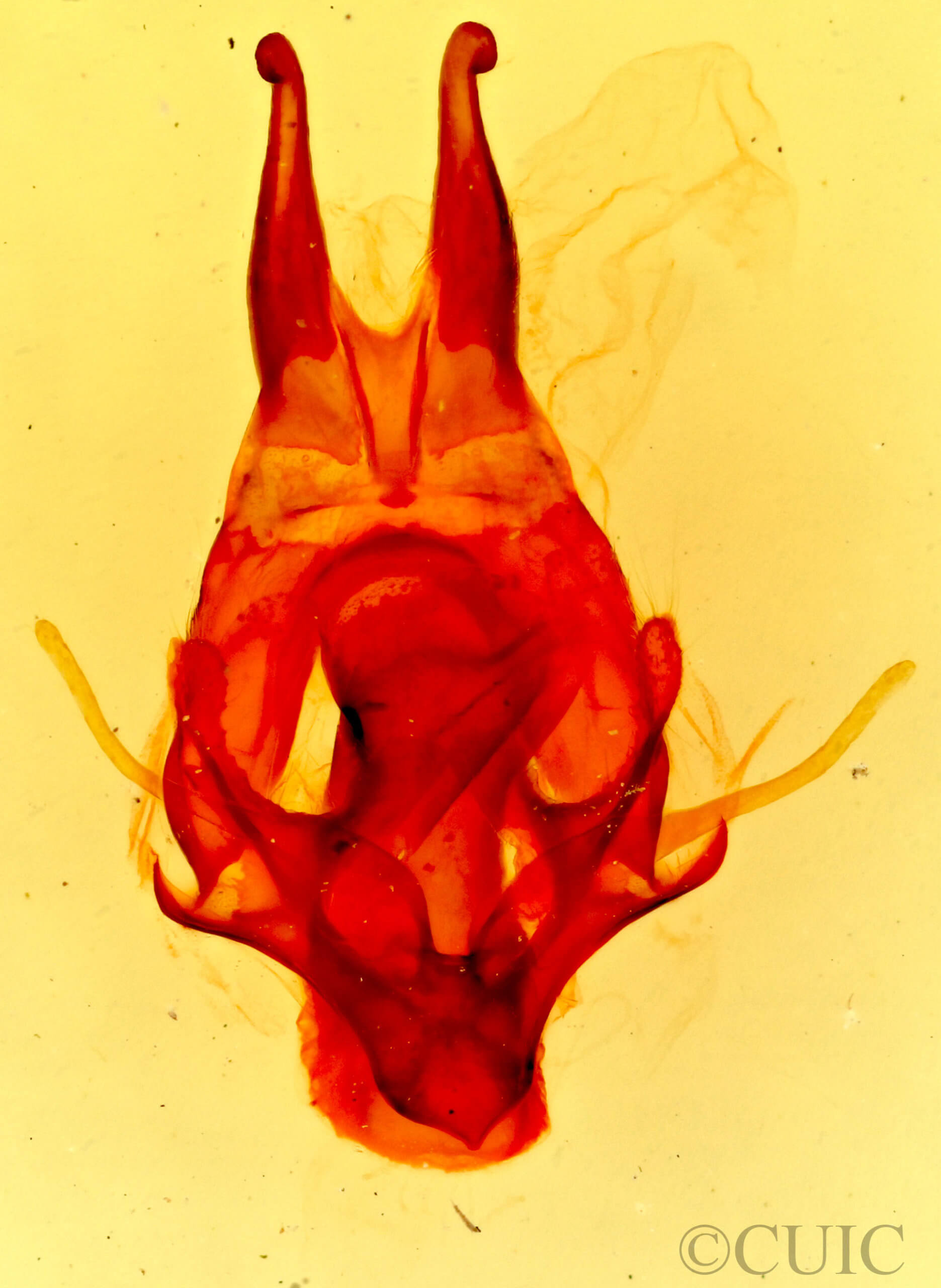 genitalia view of adult Artace colaria