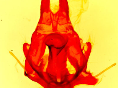 genitalia view of adult Artace colaria