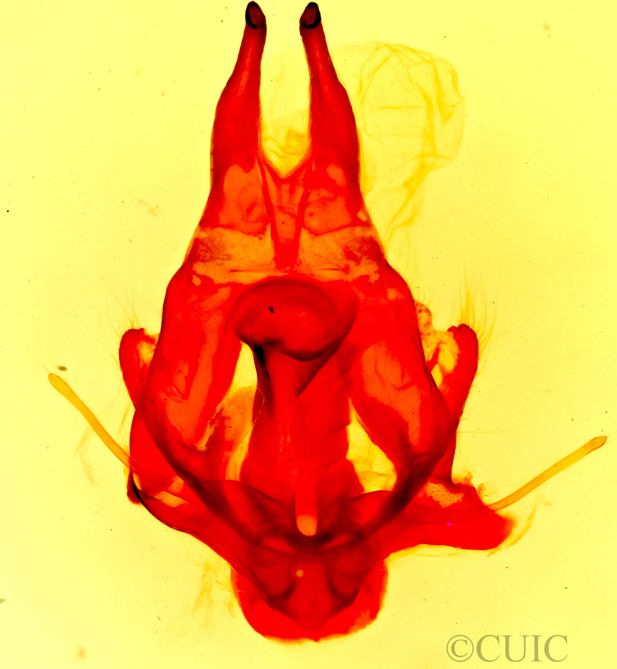 genitalia view of adult Artace colaria