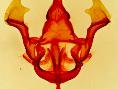 genitalia view of adult Hypopacha grisea