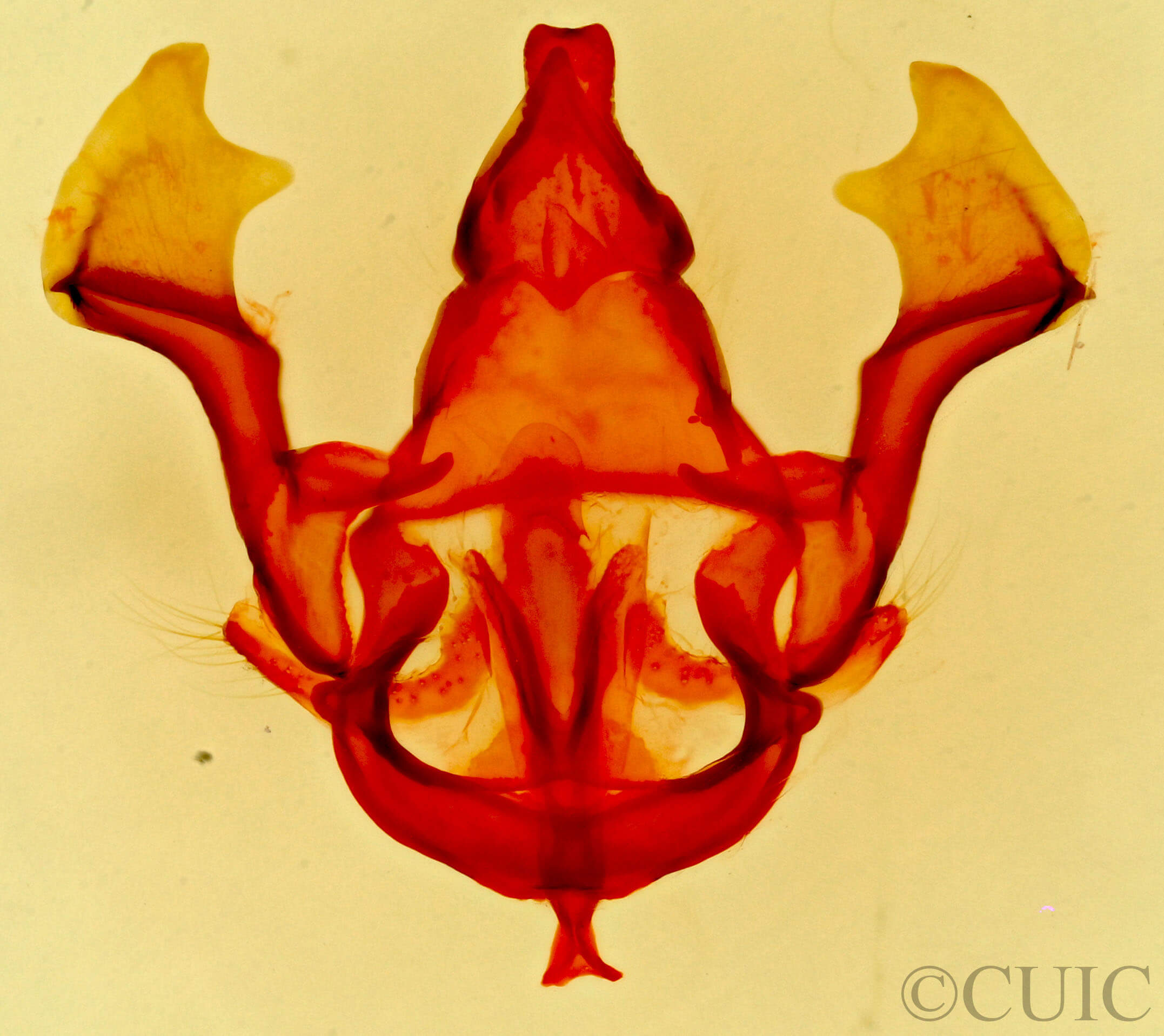 genitalia view of adult Hypopacha grisea