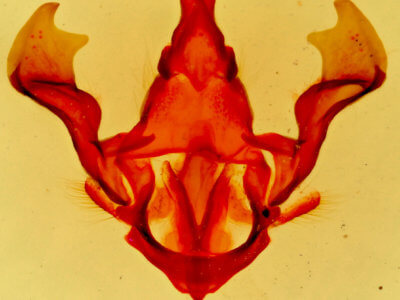 genitalia view of adult Hypopacha grisea