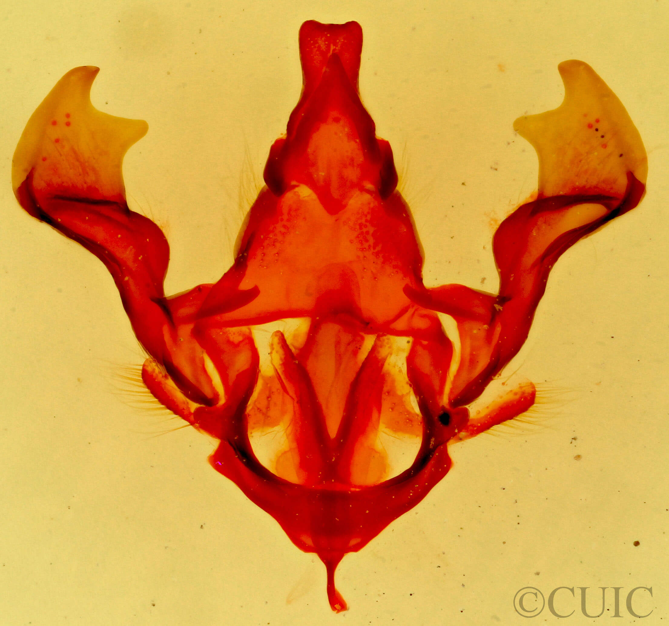 genitalia view of adult Hypopacha grisea