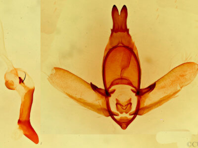 genitalia view of adult Apatelodes pudefacta