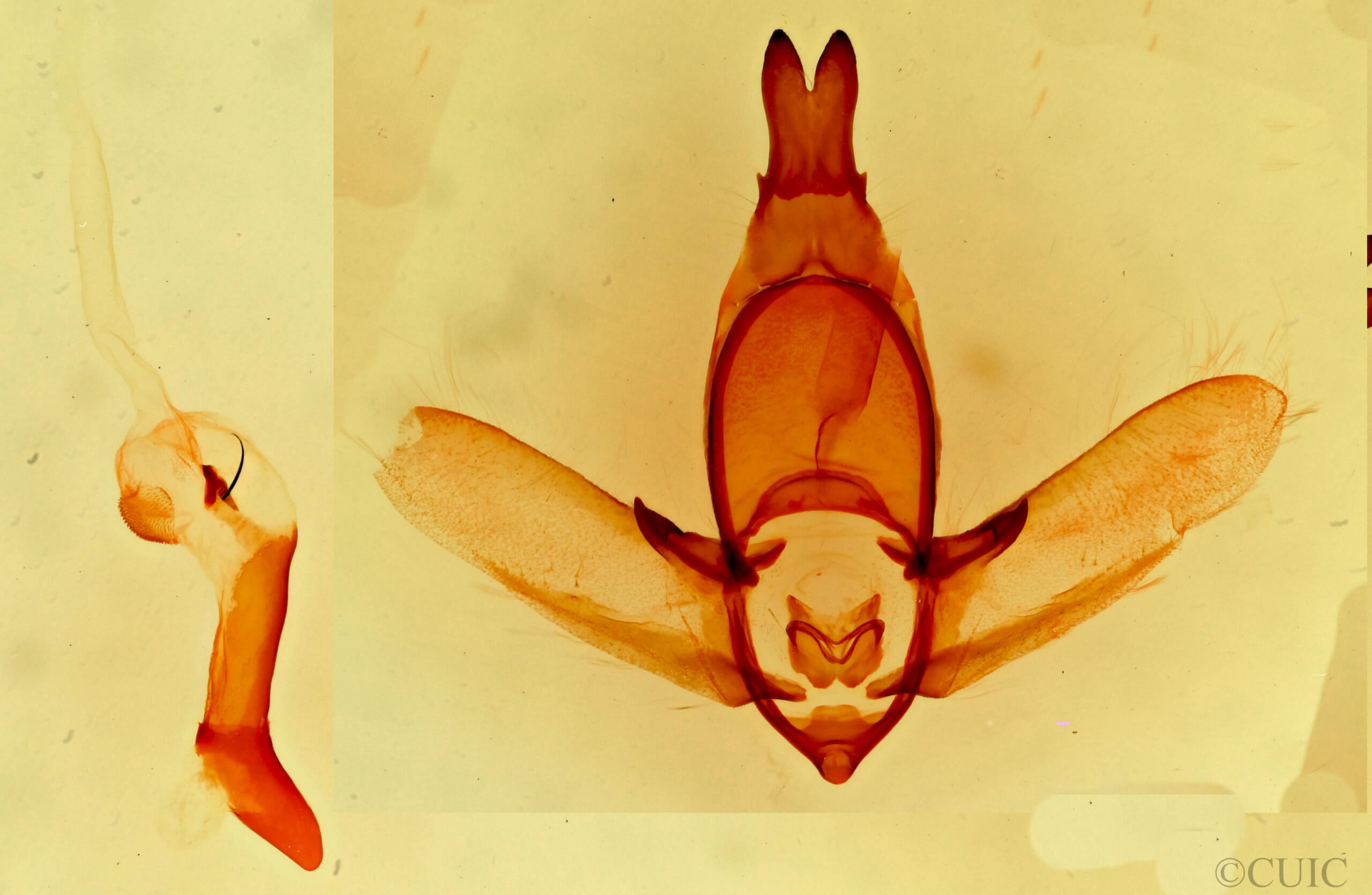 genitalia view of adult Apatelodes pudefacta