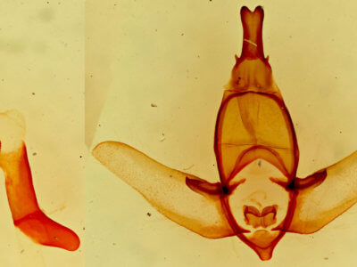 genitalia view of adult Apatelodes pudefacta