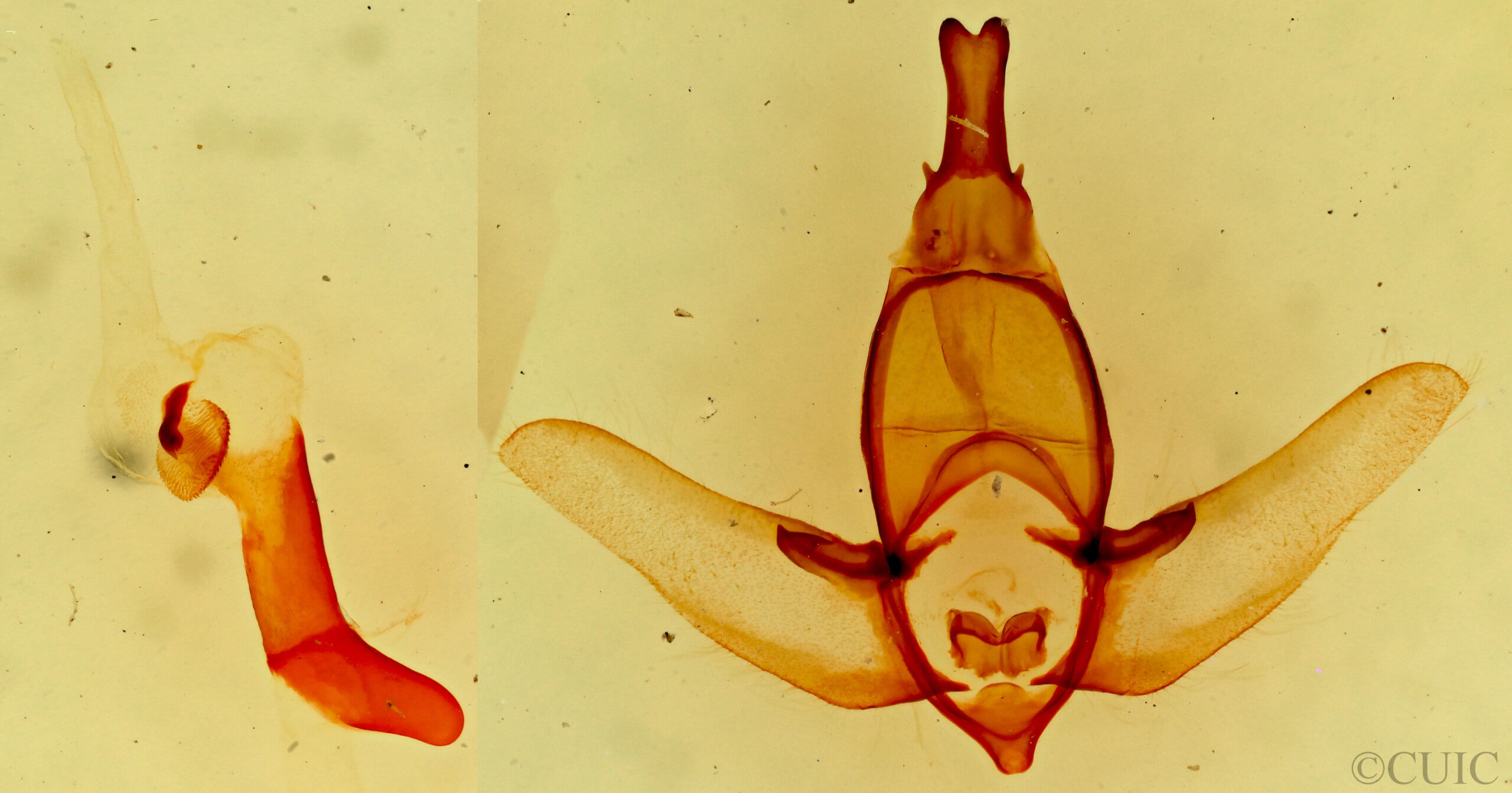 genitalia view of adult Apatelodes pudefacta