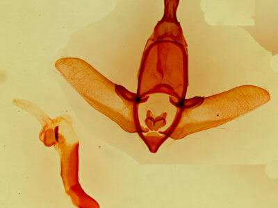 genitalia view of adult Apatelodes pudefacta